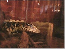 New Baby 3rd Picture
