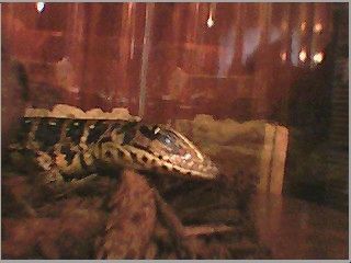 New Baby 3rd Picture