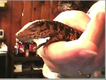 New Baby 4th Picture