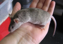 Male Breeder Mouse