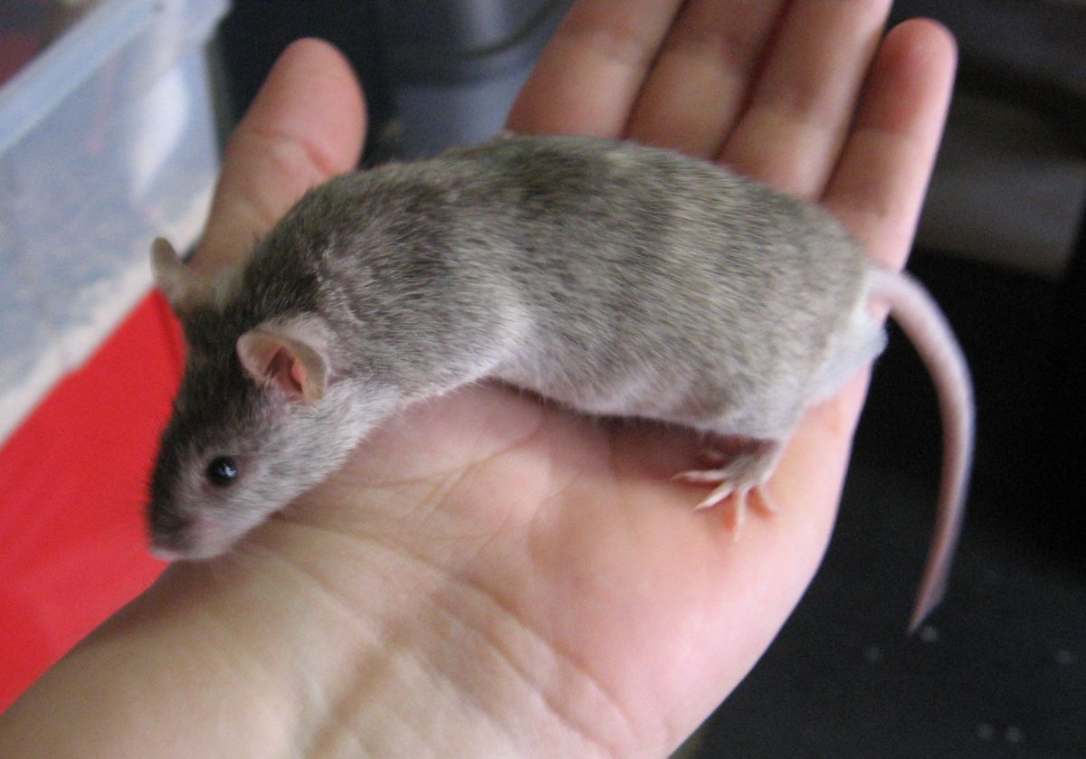 Male Breeder Mouse