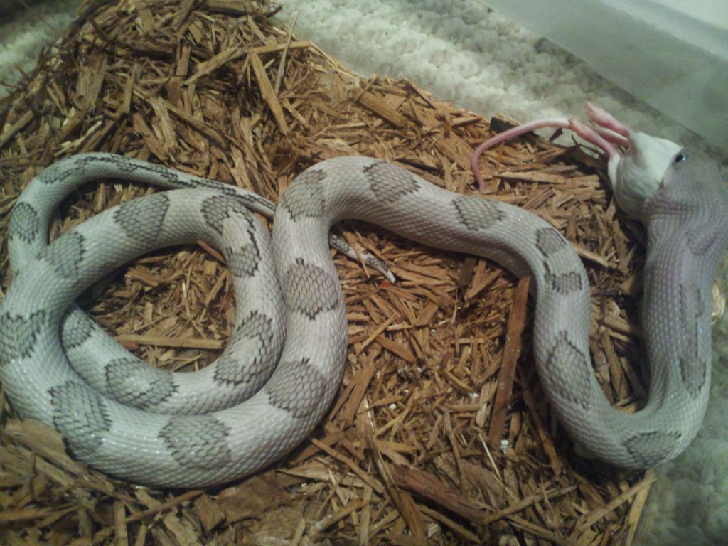 F. Axanthic Blonde TP ratsnake