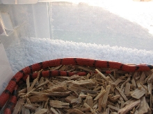 Female Honduran milksnake