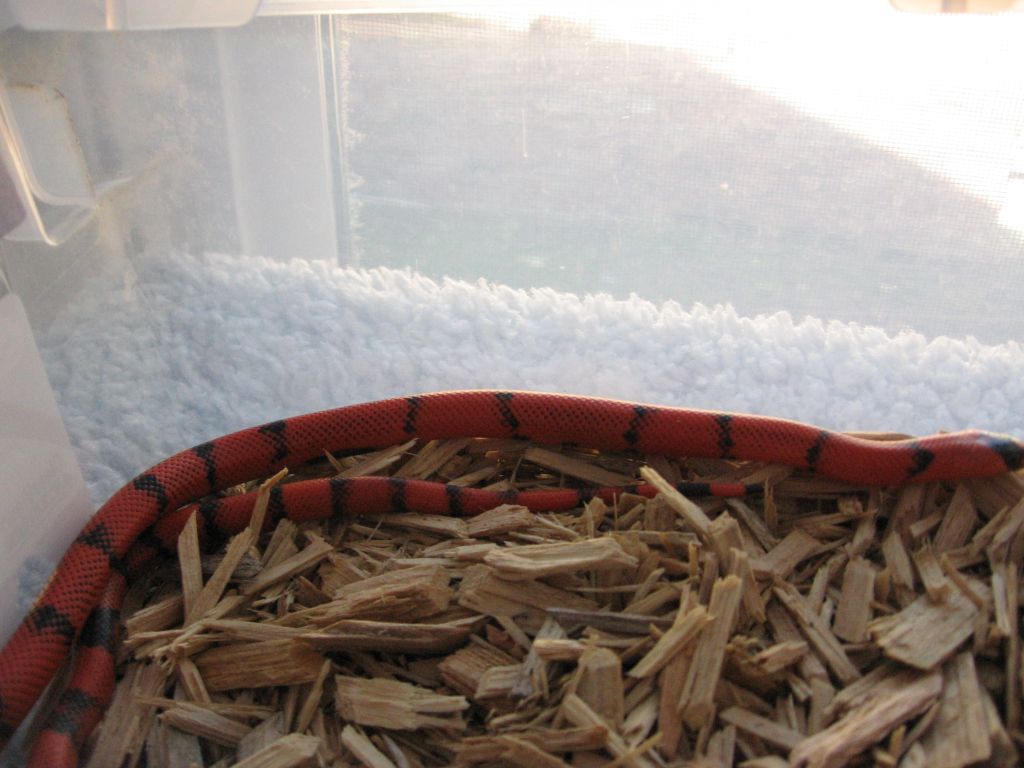 Female Honduran milksnake