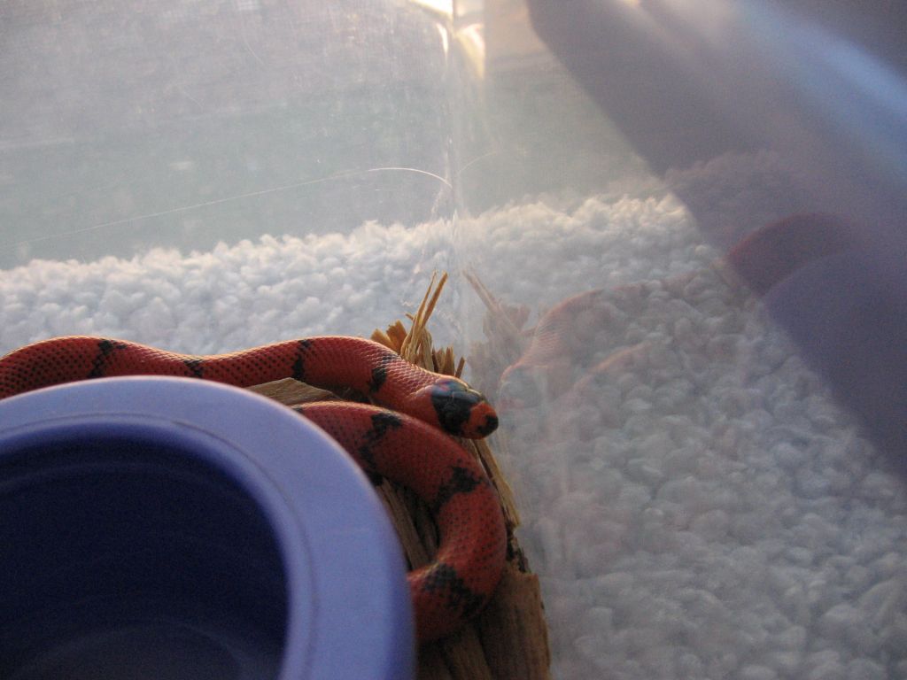 female honduran pic 2