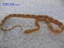 ID SR2 - female