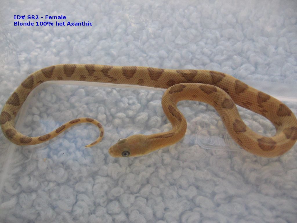 ID SR2 - female