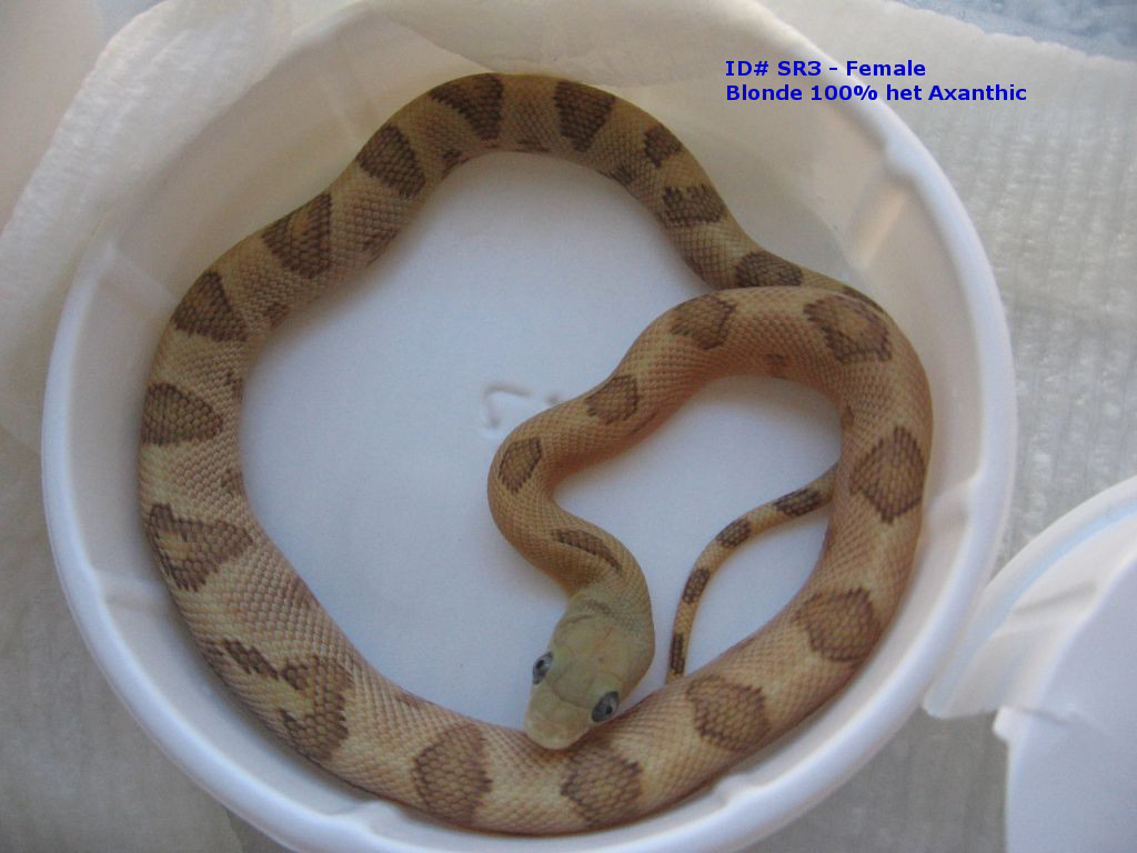 ID SR3 - Female