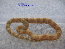 ID SR4 - Male