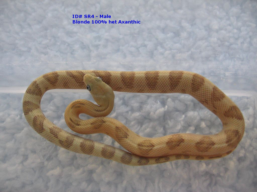 ID SR4 - Male