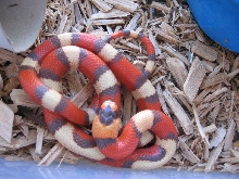 Hypo Hondo Male