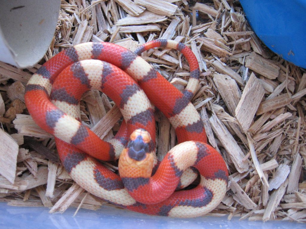 Hypo Hondo Male