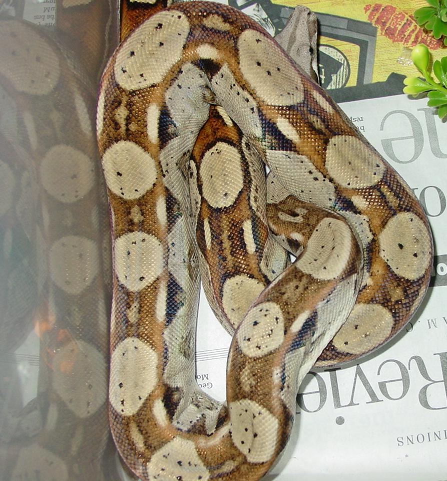 NICE common BCI - looking to get more like him