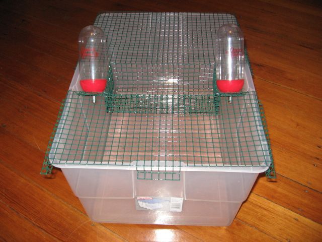 Rat Pad