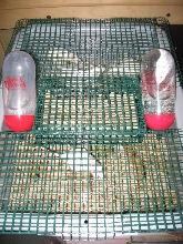 The Mouse House