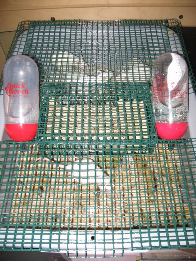 The Mouse House