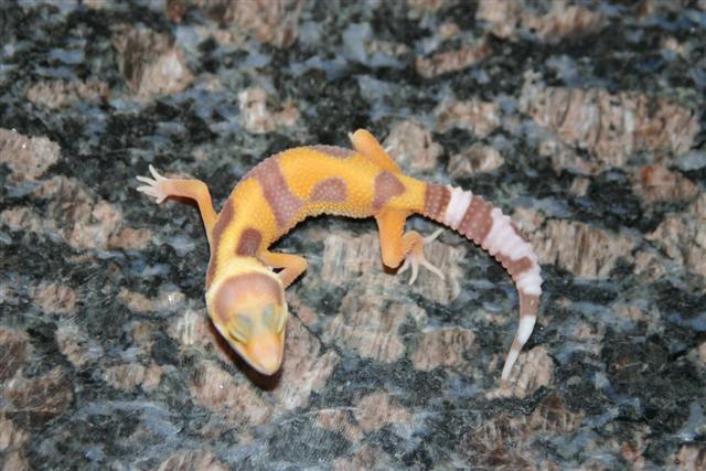 Raining Red Stripe