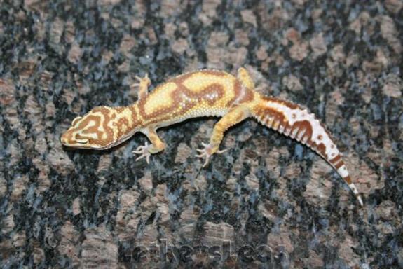 tremper
