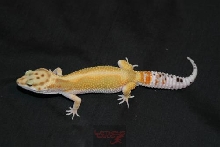 Male RS pos RW1