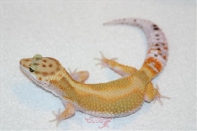 Male RS pos RW2