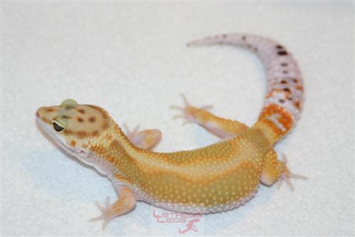 Male RS pos RW2