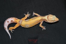 Female Rainwater1