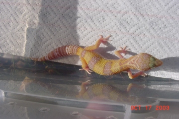 ZOE10-17-03
