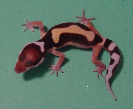 BJ hatchling