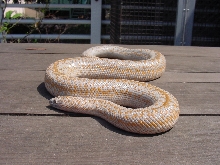 rosy boa