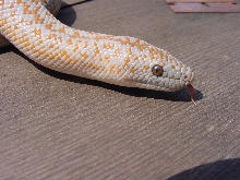 rosy boa