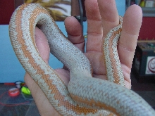 w/c hypo borrego