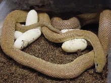 baja ratsnake