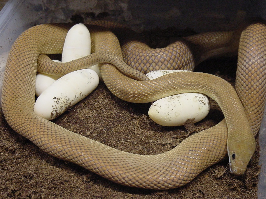 baja ratsnake