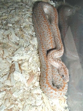 hypo anza-boreggo rosy boa