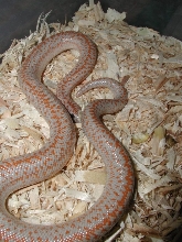Hypo Anza-Boreggo rosy boa