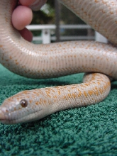 rosy boa