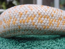 rosy boa