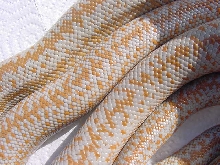 rosy boa