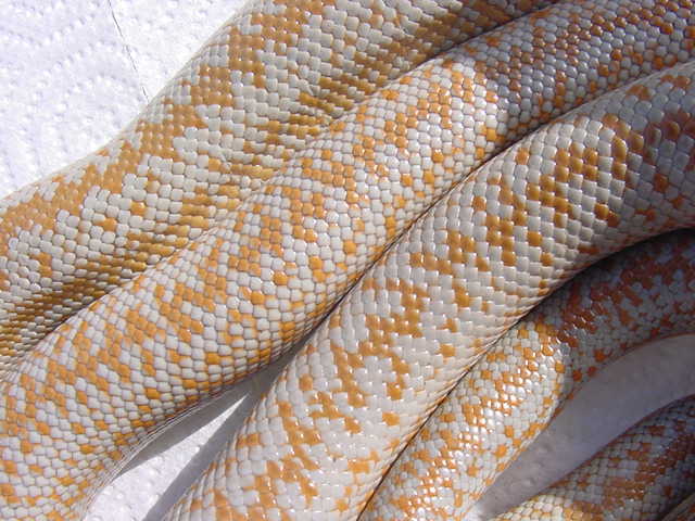 rosy boa