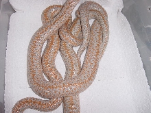 rosy boa