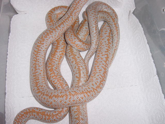 rosy boa