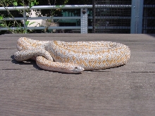 rosy boa