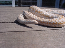 rosy boa