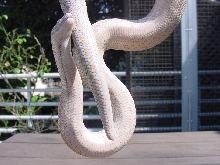 rosy boa