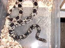 northern pine snakes