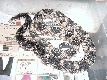 northern pinesnake