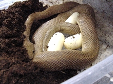 Baja Ratsnake (Bogertophis rosaliae)