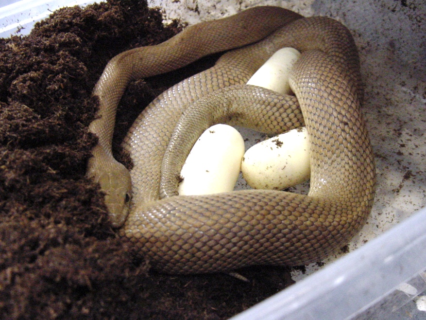Baja Ratsnake (Bogertophis rosaliae)