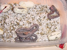 baja ratsnake