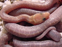 baja ratsnake